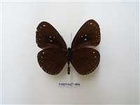 藏品(雙標紫斑蝶)的圖片